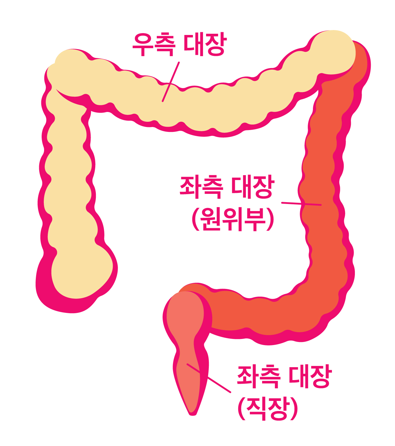 대장